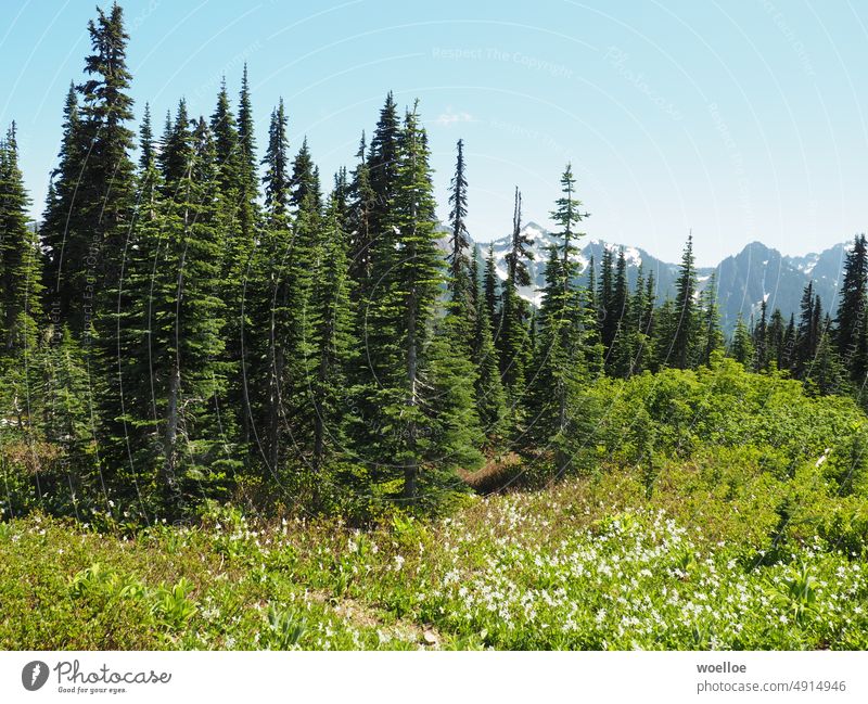 Bäume und Wildblumen im Mount Rainier Nationalpark Baum Natur Blüte Blume Berge u. Gebirge Sommer wandern Wanderung Washington Washington State