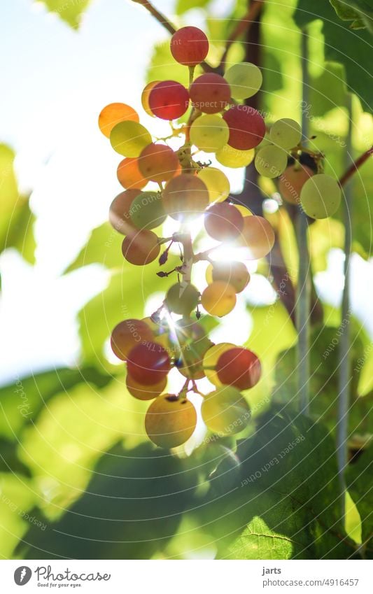 Reife und unreife Weintrauben rot gelb grün süß ernte Spätsommer Sonne Sonnenstrahlen Blätter Essen Vitamine Obst Frucht Früchte Reben ernten Erntezeit