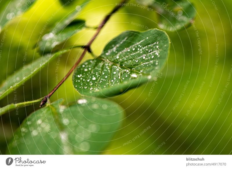 wasser auf grünem blatt wassertropfen Makroaufnahme Pflanze Nahaufnahme feucht Natur Regen Tau Tropfen nass Grünpflanze Sommer Detailaufnahme makrofotografie