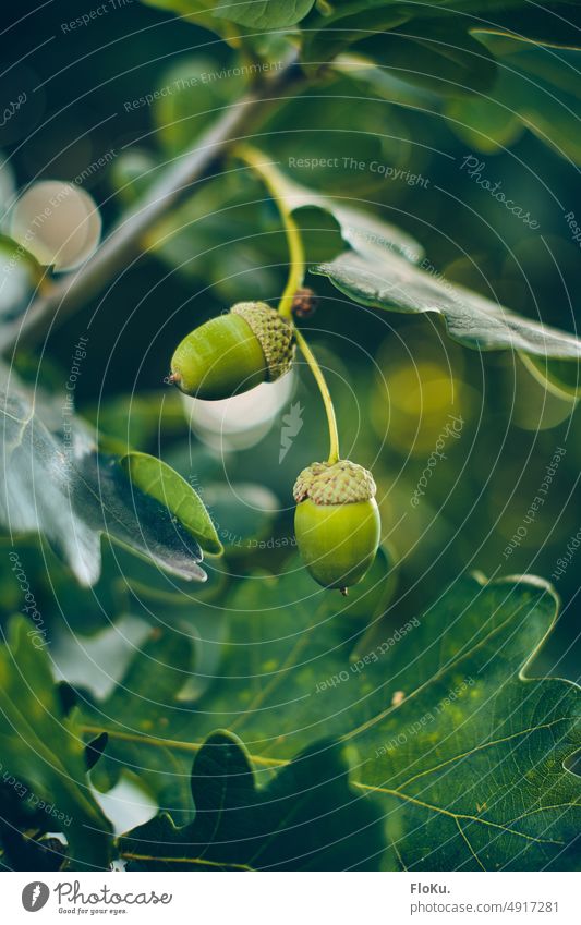 grüne Eicheln am Baum Grün Pflanze Frucht Natur Farbfoto Menschenleer Blatt Außenaufnahme Herbst Nahaufnahme Wachstum Detailaufnahme Umwelt natürlich Wald