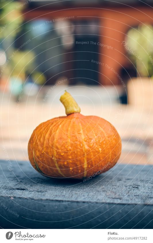 frischer Kürbis Gemüse Lebensmittel orange Halloween Herbst Erntedankfest Ernährung Gesundheit Oktober reif Ackerbau roh gelb natürlich organisch Nahaufnahme