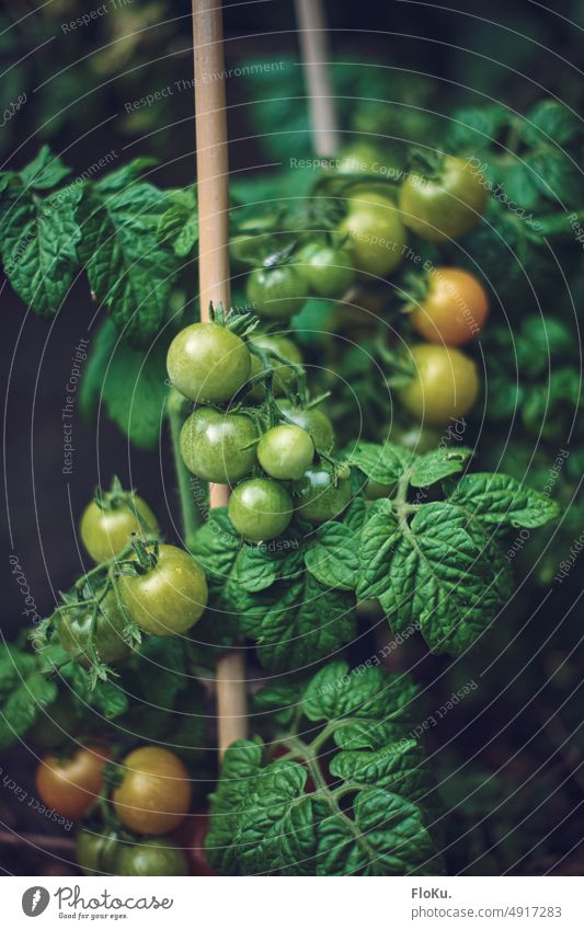 reifende Strauch-Tomaten grün unreif Garten gärtnern Gemüse frisch Ernährung Lebensmittel Pflanze Gesundheit Wachstum natürlich Gartenarbeit wachsen