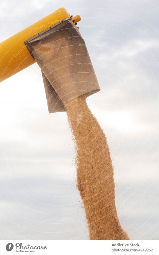Mähdrescher beim Entladen von Körnern auf dem Lande Erntemaschine Anhänger Korn entladen abholen Ackerbau Traktor Landschaft eingießen Weizen gelb Lastwagen