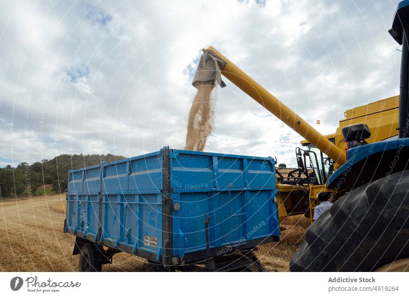Mähdrescher beim Entladen von Körnern auf dem Lande Erntemaschine Anhänger Korn entladen abholen Ackerbau Traktor Landschaft eingießen Weizen gelb Lastwagen