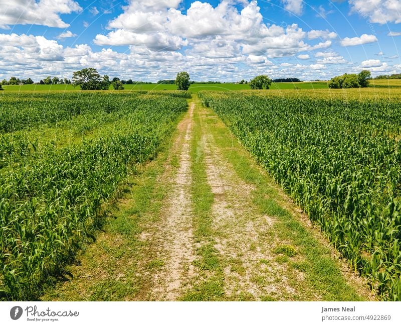 Ein kleiner Wirtschaftsweg zwischen den Feldern wachsen sonnig natürlich Natur Land Korn Hintergrund einspurige Straße Ackerbau Mais Sommer Dröhnen Wachstum