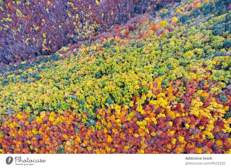 Herbstwald mit bunten Bäumen Wald Baum Wälder Natur Pflanze Waldgebiet wachsen fallen farbenfroh orange gelb grün braun Laubwerk Flora Umwelt dicht mehrfarbig