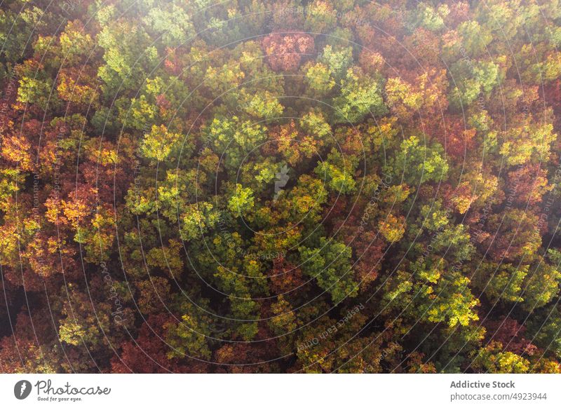 Herbstwald mit bunten Bäumen Wald Baum Wälder Natur Pflanze Waldgebiet wachsen fallen farbenfroh orange gelb grün braun Laubwerk Flora Umwelt dicht mehrfarbig