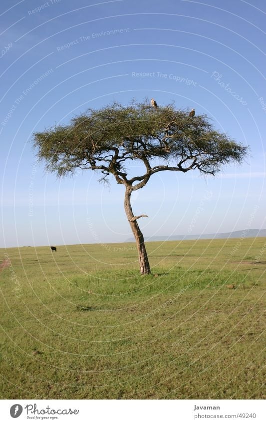 Africa Bambata Kenia Baum Steppe Afrika Tier africa Wüste
