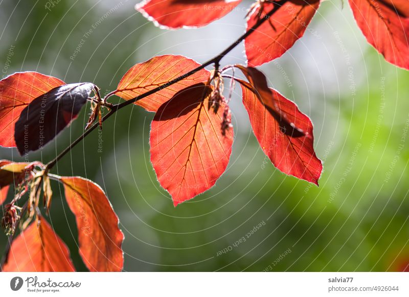Blutbuchenblätter leuchten im Gegenlicht Blätter Natur Pflanze Blatt Herbst Baum Zweige u. Äste Herbstfärbung herbstlich grün rot Menschenleer Herbstlaub Ast
