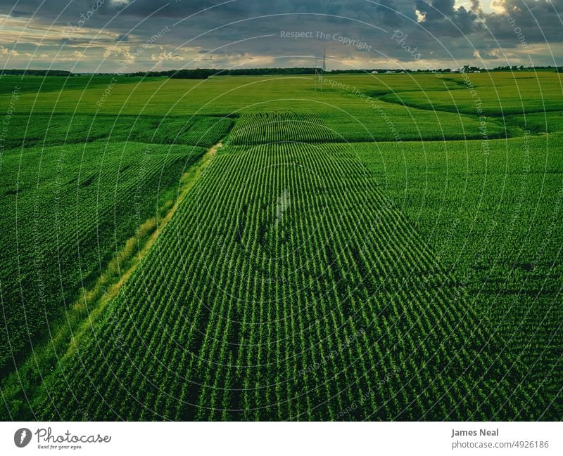 Blick auf ein ländliches Farmland in Wisconsin wachsen natürlich Natur abstrakt Land Korn Hintergrund Ackerbau Mais Pflanze Dröhnen dramatischer Himmel