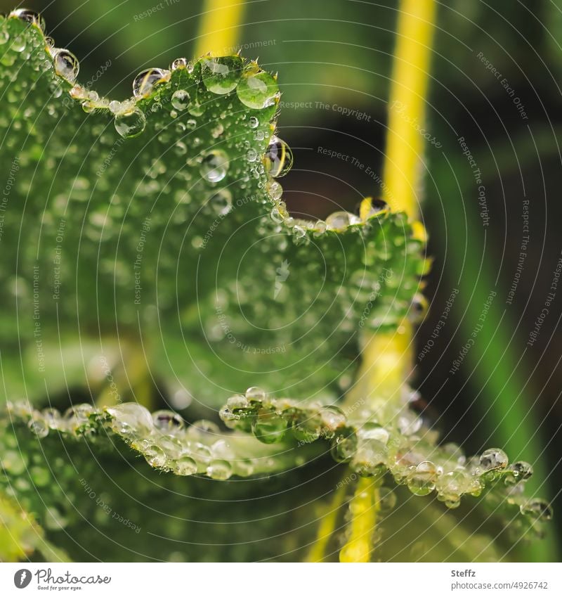 Frauenmantelblätter mit Regentropfen Frauenmantelblatt Tropfen Regennass Tropfenbild Wassertropfen Regenwetter Grünpflanze Gartenpflanze Blatt Regenstimmung
