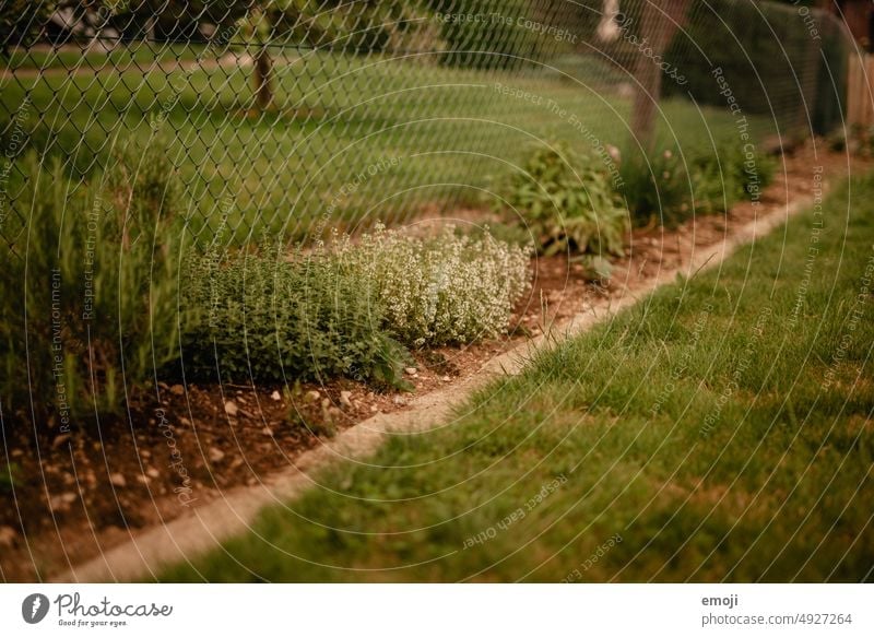 Kräuterbeet im Garten garten Kräuter & Gewürze grün gras rasen thymian oregano Zaun Vorstadt Dorfidylle Gartenarbeit Gartenpflanzen Gartenzaun