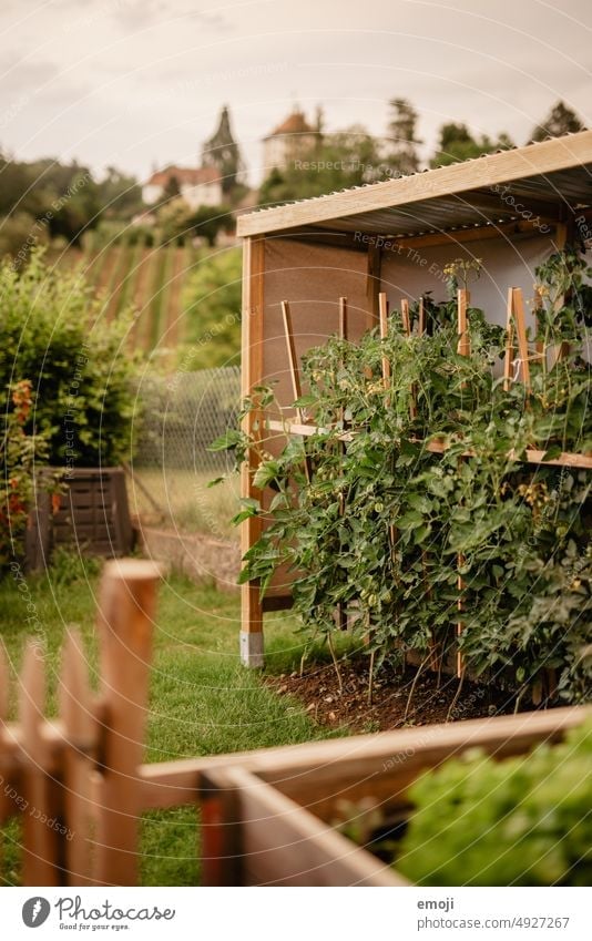 Tomatenhaus im Garten garten grün gras rasen beet Vorstadt Dorfidylle Gartenarbeit Gartenpflanzen Gemüsebeet gemüse Nutzpflanze Bioprodukte Gemüsegarten