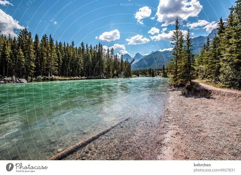 alles ist im fluss Wasser Abenteuer Bäume Wald Ferne Fluss Ferien & Urlaub & Reisen Fernweh Banff National Park Alberta Rocky Mountains Nordamerika canmore