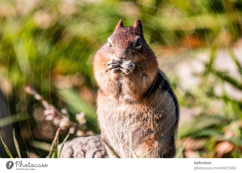 knusper knusper knäuschen Tierschutz Tierliebe Banff National Park Streifenhörnchen Kanada Unschärfe Nahaufnahme Tierporträt Farbfoto beobachten Detailaufnahme