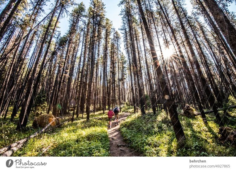 waldgeschichten Sohn Kindheit Junge wandern Wetter Rocky Mountains Alberta Jasper National Park Ausflug Wege & Pfade Wanderer Sonne Sonnenlicht beeindruckend