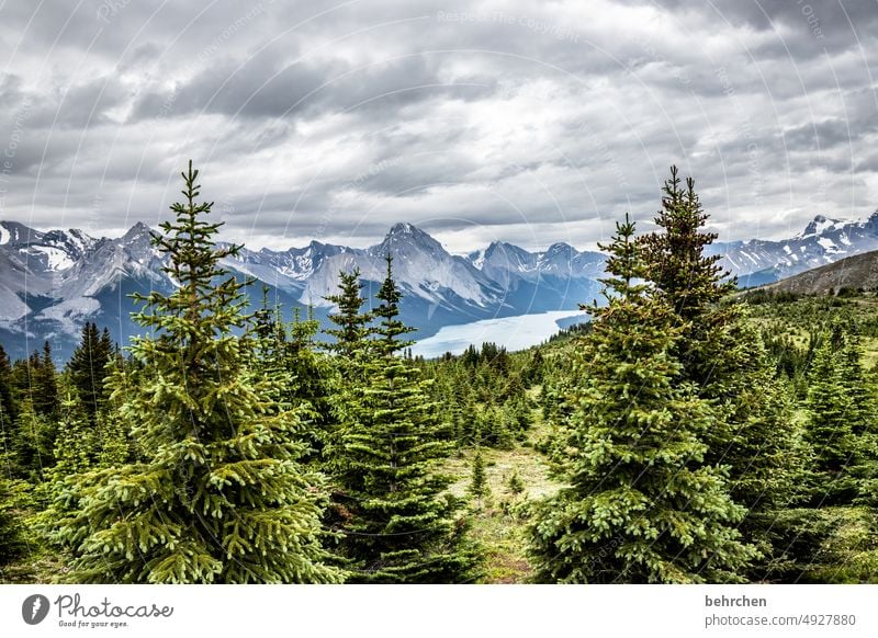 waldgeschichten Jasper National Park Alberta Himmel Nordamerika Landschaft fantastisch Außenaufnahme besonders weite Natur Bäume Abenteuer wandern Kanada