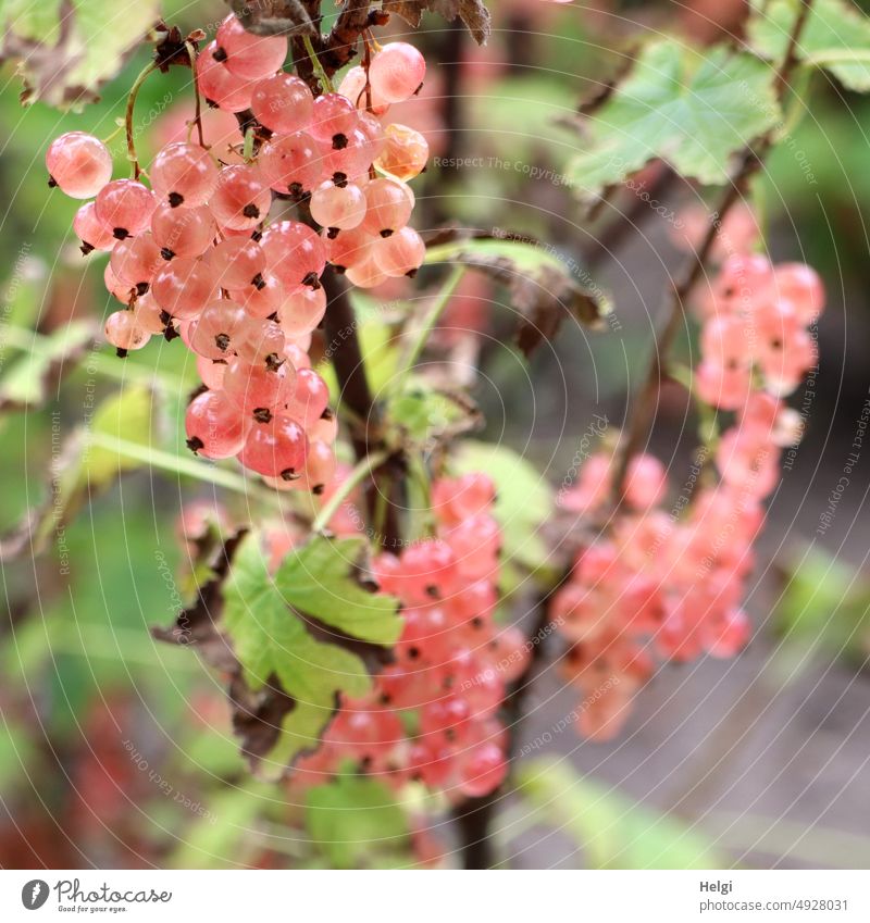 rosa Johannisbeeren an einem Strauch Beeren Beerenstrauch reif lecker Blatt Garten Sommer Frucht Rispe frisch Lebensmittel Ernte Gesundheit Vitamin fruchtig