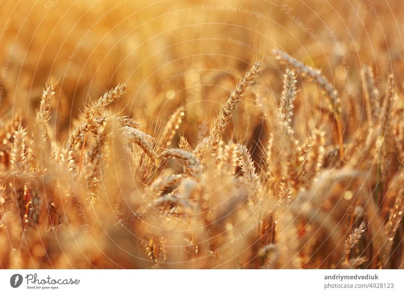 Weizenfeld, goldene Weizenähren wiegen sich im Wind. Blick auf reifende Weizenfeld am Sommertag. Agrarindustrie in der Ukraine. Hungersnot in der Welt. Russland Krieg in der Ukraine