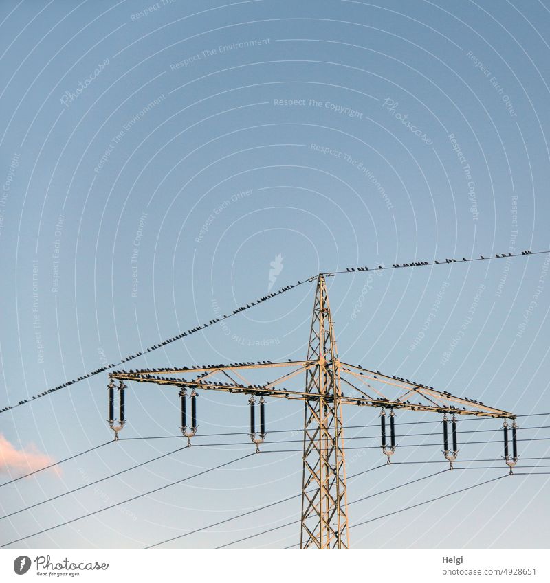 viele Stare sitzen auf einem Strommast und auf Stromleitungen vor blauem Himmel Vögel Zugvogel Vogelzug Spätsommer Versammlung schönes Wetter Sonnenlicht