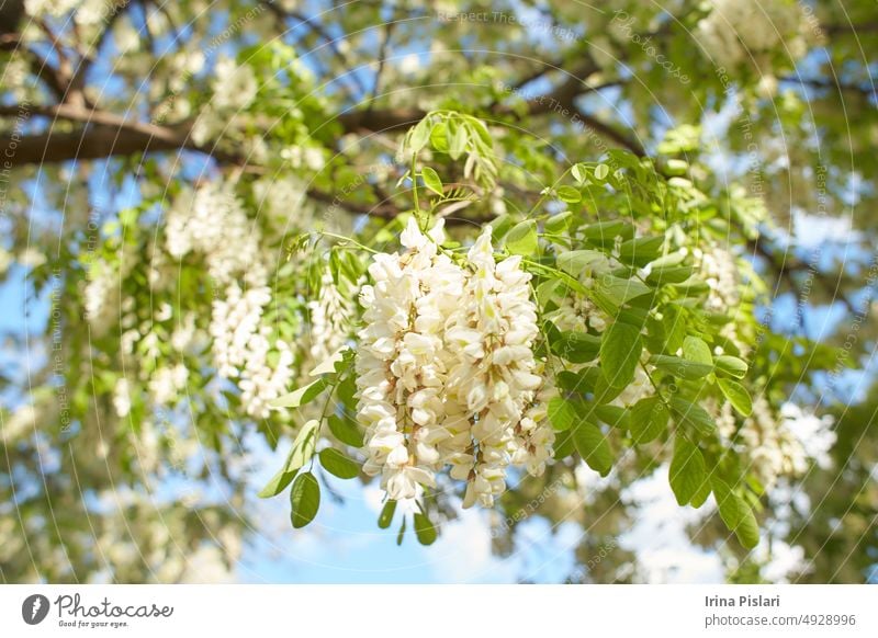 Akazienbaum blüht im Frühling. Blumen Zweig mit einem grünen Hintergrund. Weiße Akazie blüht, sonniger Tag. Üppige Blüte. Quelle von Nektar für zarten, duftenden Honig.