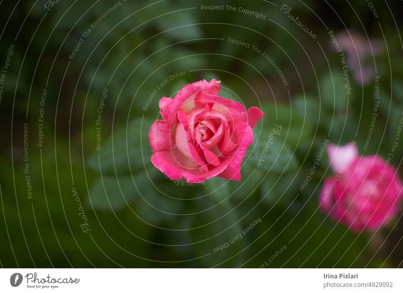 Eine Rose im Knopf mit einer korallenroten Farbe. Tagesaufnahme, draußen und ohne Charakter. Vorderansicht. 2020 Herbst Hintergrund schön Schönheit Blütezeit