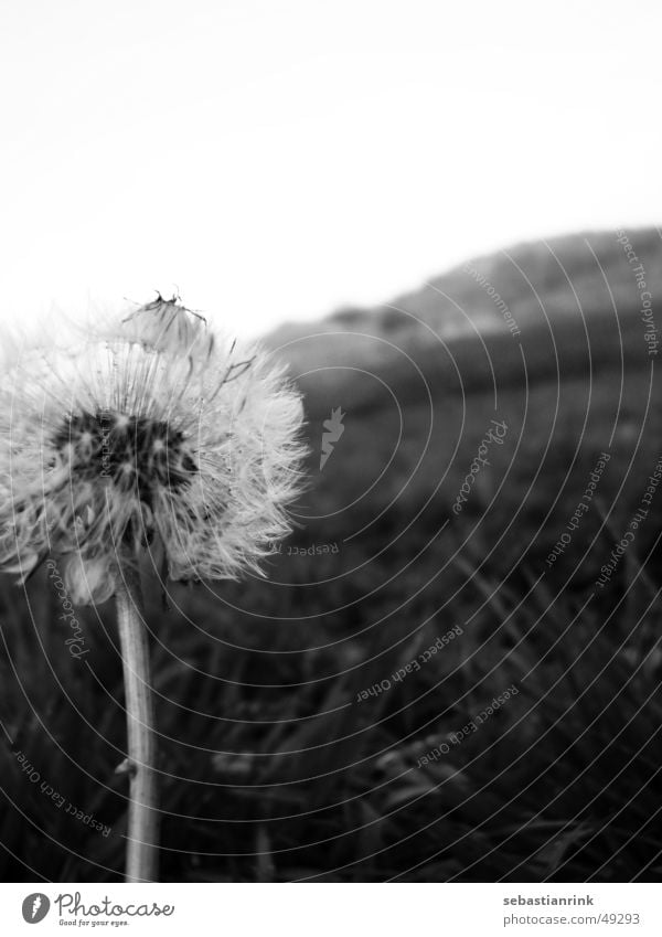 Pusteblume im November Löwenzahn Wiese grau schwarz weiß Stengel Blume kalt