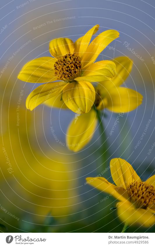 Bidens, Zweizahn, gelbe Blütenstände im Sommer Blütenstand blühen Gartenform Sorte Staude frostempfindlich Korbblütler Asteraceae Compositae