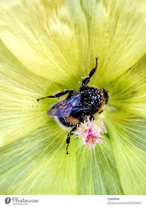 Eine kleine fette Hummel saut sich in einer gelben Blüte so richtig mit Pollen ein. Blume Insekt Sommer Natur Tier Pflanze Farbfoto Außenaufnahme Nahaufnahme