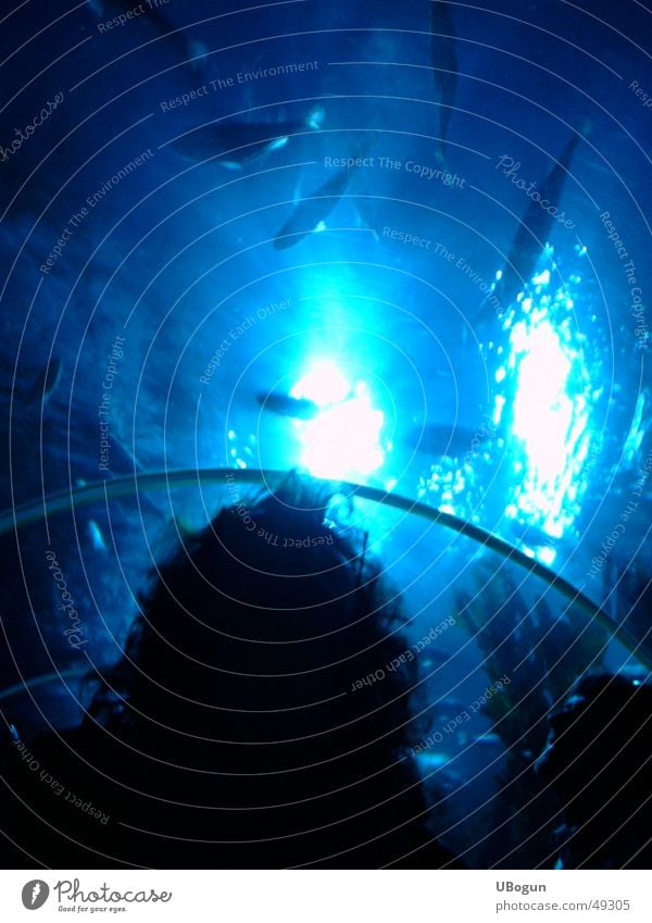 Blaues großes Aquarium Frauenkopf Meeresstimmung ruhig Denken Innenaufnahme ungeblitzt Fisch blaues wasser dunkelblau mit leuchtpunkten Silhouette Blick