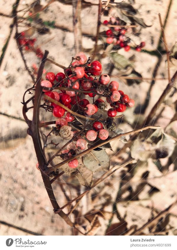 Getrocknete Beeren auf dem Backsteinhintergrund alte Beeren getrockneter Zweig Ast rote Beeren Nahaufnahme Natur Pflanze natürlich