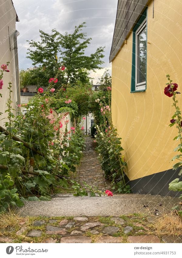 Mauerblümchen Pflanze Blume Außenaufnahme grün Natur