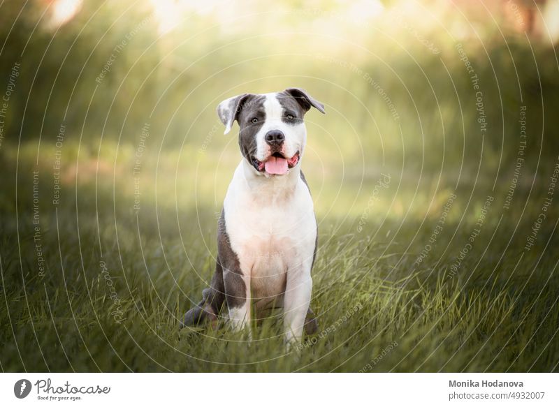 Der junge Stafford sitzt auf einer Wiese. Der American Staffordshire Terrier ist eine Hunderasse, die ihre Vorfahren in englischen Bulldoggen und Terriern hat. Ihre engsten Verwandten, die American Pitbull Terrier.