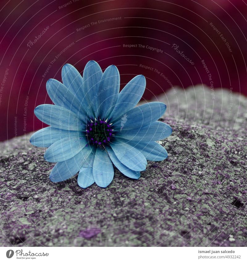 romantische blaue Gänseblümchenblüte in der Natur im Frühling Blume Blütenblätter Pflanze Garten geblümt Flora dekorativ Dekoration & Verzierung Schönheit