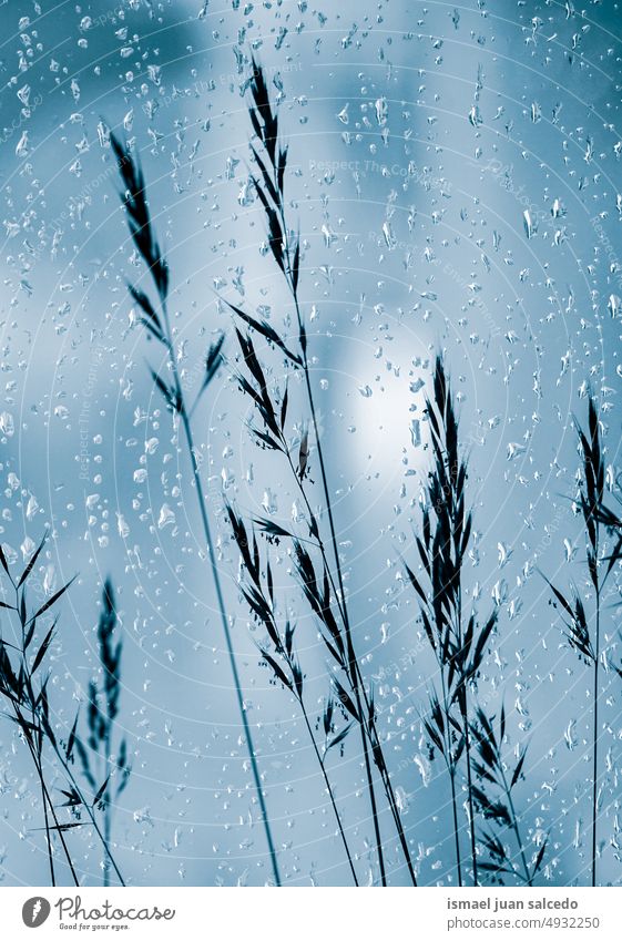 Tropfen auf dem Fenster und Pflanzen auf dem blauen Hintergrund Blume Tröpfchen Regentropfen regnerisch Regenzeit regnerische Tage Wasser nass glänzend hell