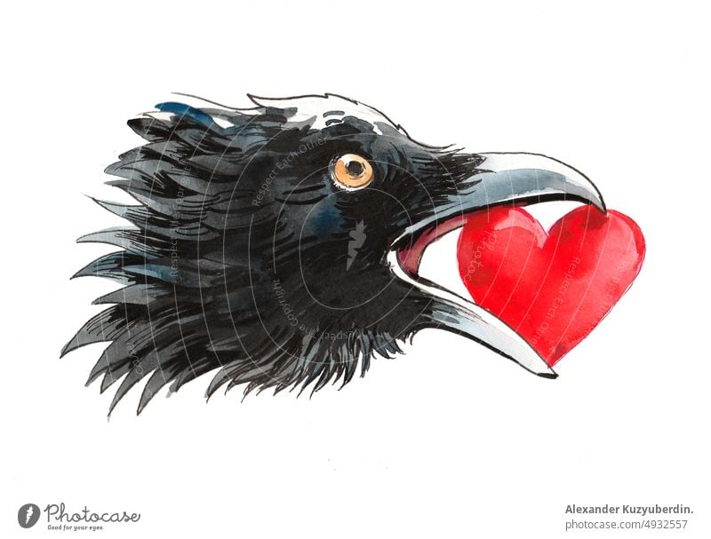Krähe mit einem roten Herz im Schnabel. Tusche- und Aquarellzeichnung Liebe Rabe Vogel Kopf beack Dieb Beteiligung Kunst Kunstwerk Hintergrund Karikatur