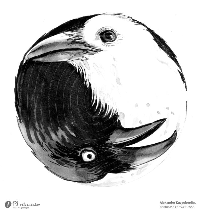 Schwarze und weiße Krähenvögel als Yin-Yang-Symbol. Tusche- und Aquarellzeichnung schwarz auf weiß Vogel Vögel Tier Kunst Kunstwerk Hintergrund Karikatur