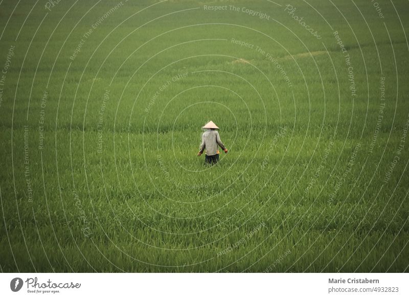 Nebel über den ausgedehnten Reisfeldern in Ninh Binh Vietnam, der das offene, friedliche Alltagsleben auf dem Land und das langsame Leben zeigt ninh binh binh