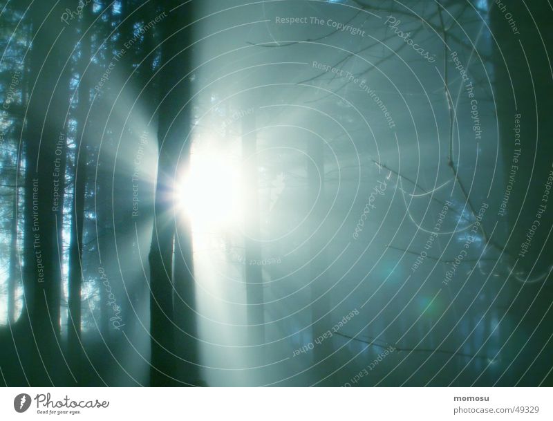 Durchbruch Wald Nebel Licht mystisch Tanne Herbst Landschaft Sonne Lichterscheinung Beleuchtung