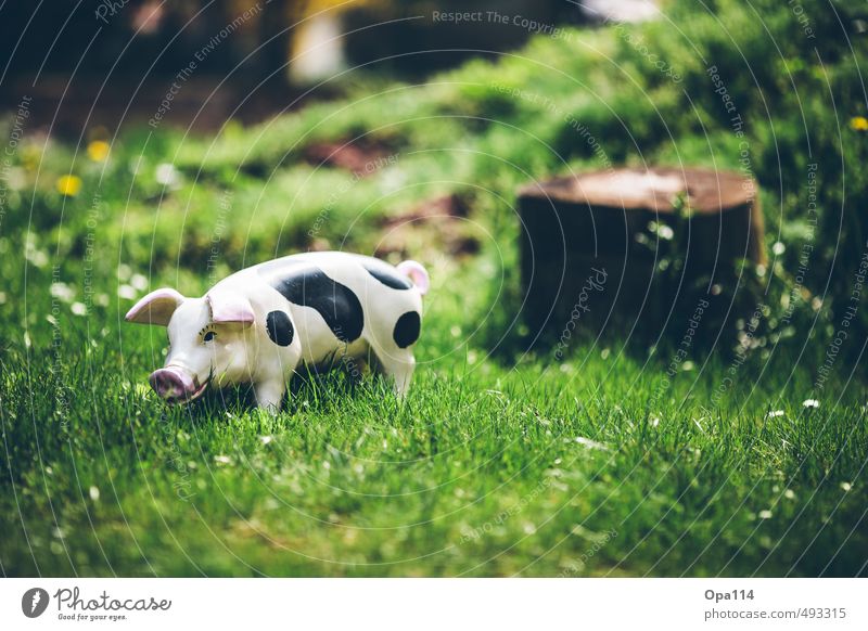 Schwein gehabt Umwelt Natur Landschaft Pflanze Tier Gras Grünpflanze Garten Wiese beobachten warten grün Einsamkeit einzigartig "Garten Hausschwein Dekoration