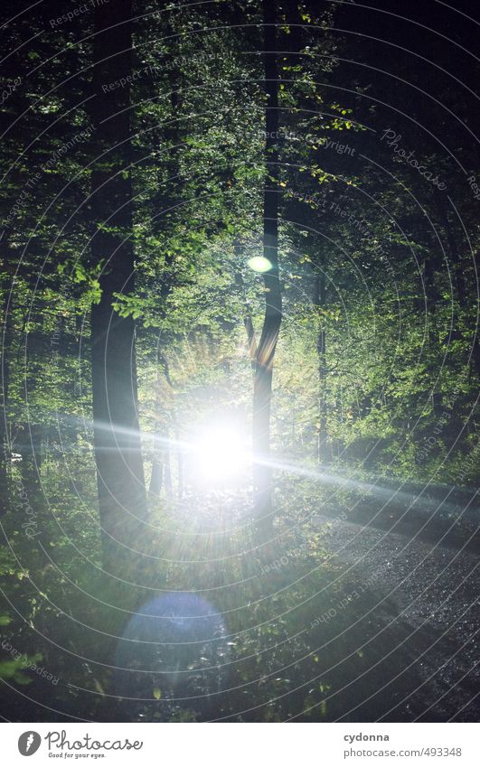 Lichterscheinung ruhig Abenteuer wandern Umwelt Natur Landschaft Sommer Baum Wald einzigartig Energie entdecken Erwartung geheimnisvoll Glaube Religion & Glaube
