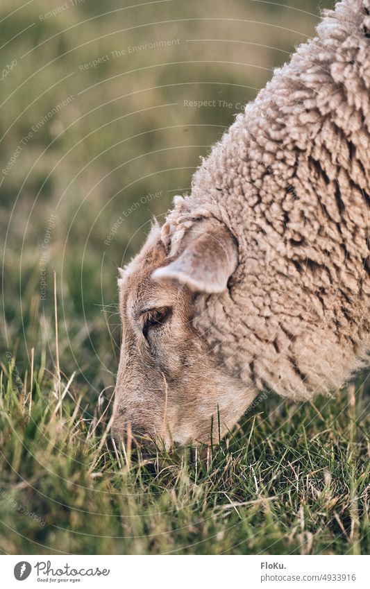 Schaf frisst Gras am Deich Deichschaf Tier Wiese Wolle Natur grün Nordsee Nutztier Außenaufnahme Säugetier weiß Sommer Weide grasen Sonnenlicht Sonnenschein