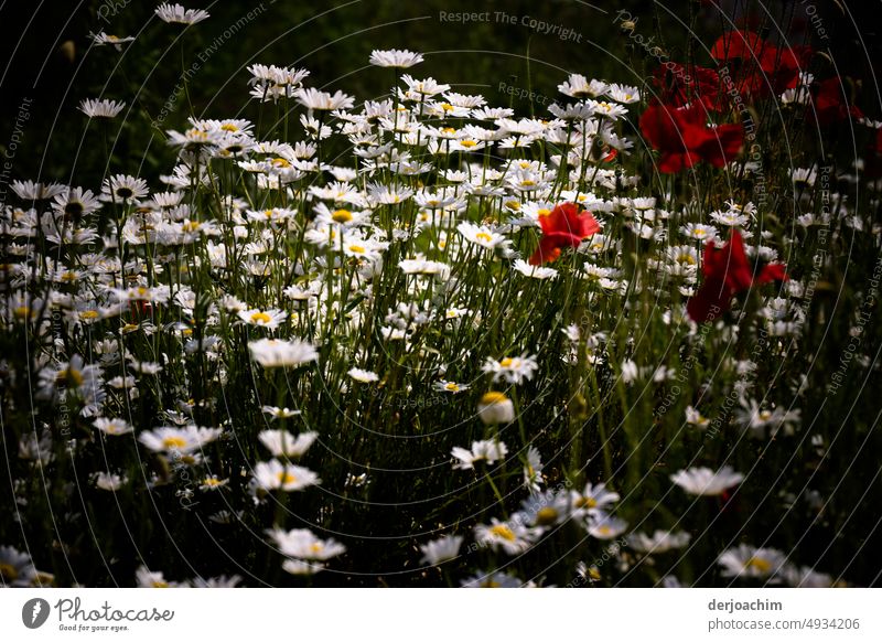 Herzlich Willkommen auf der blühenden Blumenwiese. Natur Pflanze Blüte Außenaufnahme Farbfoto Sommer Menschenleer Blühend Nahaufnahme Wachstum schön Gras Wiese