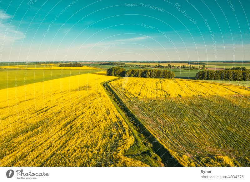 Natural Green Field With Trails Lines In Blooming Canola Yellow Flowers. Top View Of Raps Pflanze, Raps, Ölsaat Feld Wiese Gras Landschaft Antenne Luftaufnahme