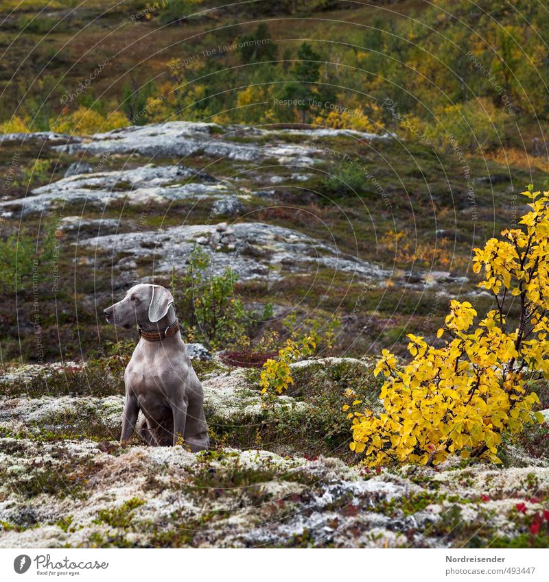 Aufmerksam Leben wandern Herbst Wald Felsen Berge u. Gebirge Hund beobachten Fitness Jagd ästhetisch muskulös mehrfarbig Leidenschaft Tierliebe Wachsamkeit