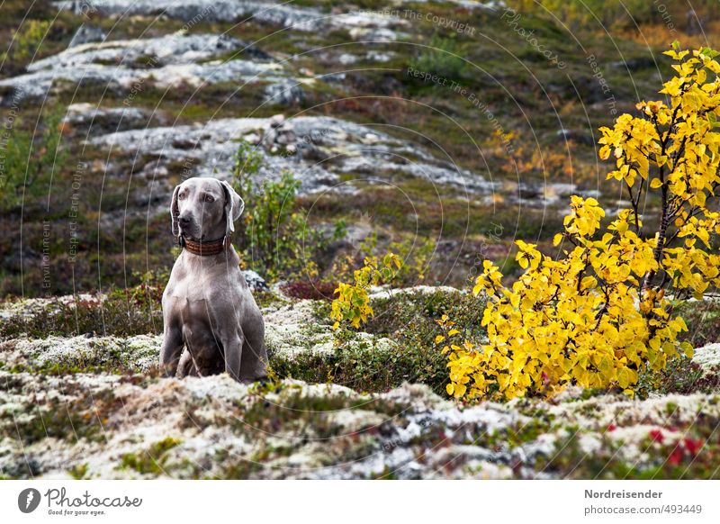 Unterwegs Jagd Ausflug Abenteuer Berge u. Gebirge wandern Natur Landschaft Pflanze Tier Herbst Klima Baum Gras Felsen Hund hocken sitzen warten Vertrauen