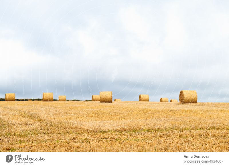 Heurollen auf dem Feld Ernte Bauernhof Gras Weizen Ballen Ackerland Stapel Heugarben Heuwiese Stroh rund Landwirtschaft golden gelb Ackerbau Sommer Landschaft