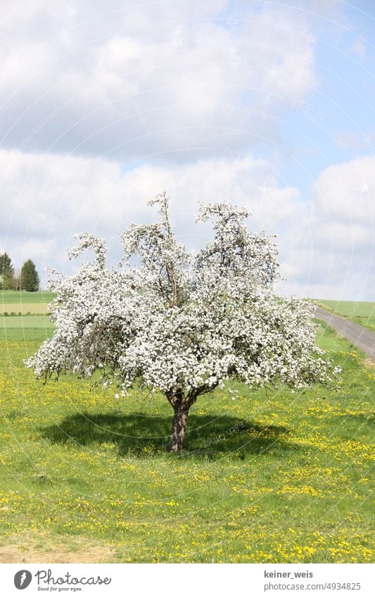 Weiß blühender Apfelbaum im Frühling weiß Baum Blüte Obstbaum schäumend Wiese grün Himmel Wolken Idyll idyllisch Lebensfreude Natur Freude Motiv hochformat
