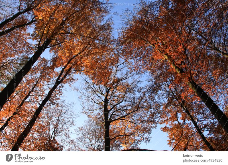 Herbstlaub im Wald an in den Himmel ragenden Bäumen blau Laubwald braun rot Baumstämme trockenheit Natur Perspektive Außenaufnahme Umwelt Holz Laubbaum