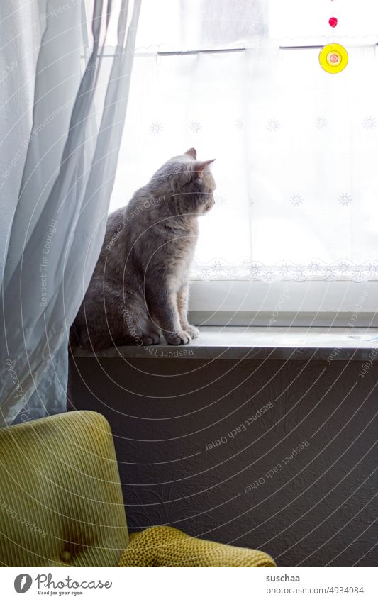 katze am fenster Katze Kater Hauskatze zu Hause Fenster schauen beobachten Langeweile Fensterbank sitzen Vorhang Sessel Haustier Tier Fell Blick Tierporträt